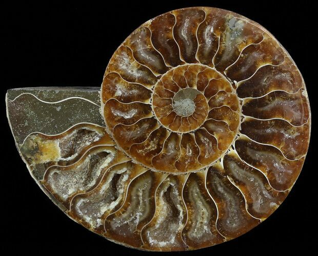 Polished Ammonite Fossil (Half) - Agatized #51777